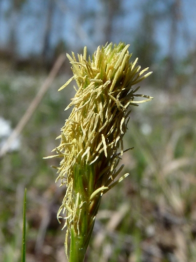 {Carex crawei}